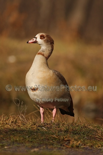 WildLife Photos of Birds, Geese, Ducks & others, Egyptian goose, Alopochen aegyptiaca
